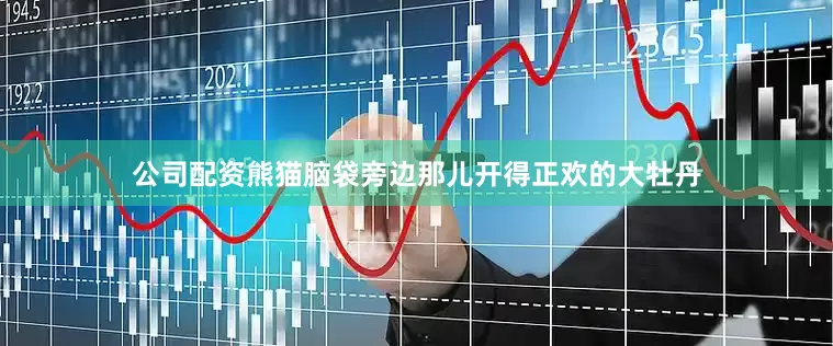 公司配资熊猫脑袋旁边那儿开得正欢的大牡丹
