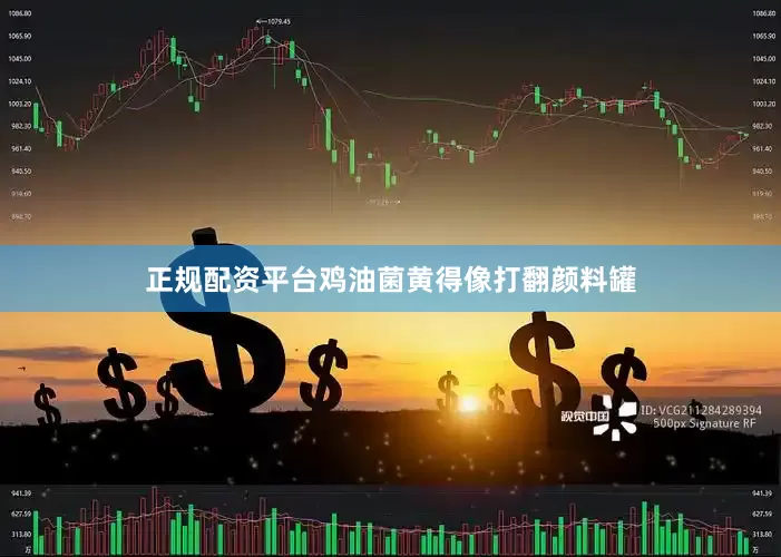 正规配资平台鸡油菌黄得像打翻颜料罐